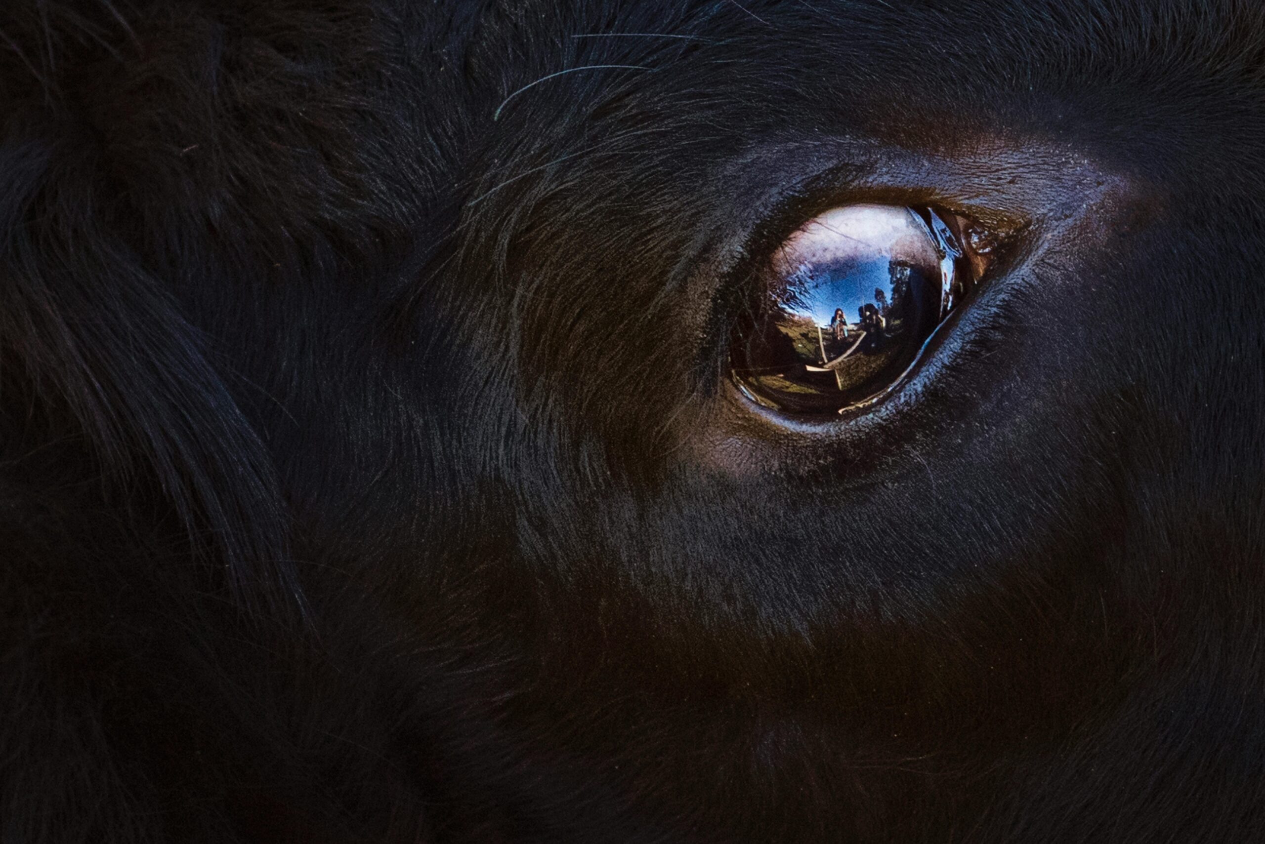 Macro shot of a cow's eye reflecting its surroundings.