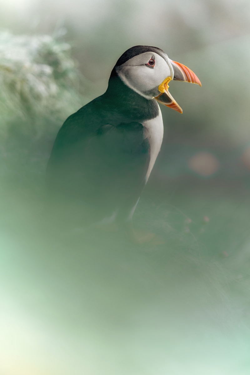 Falda Penguen Görmek