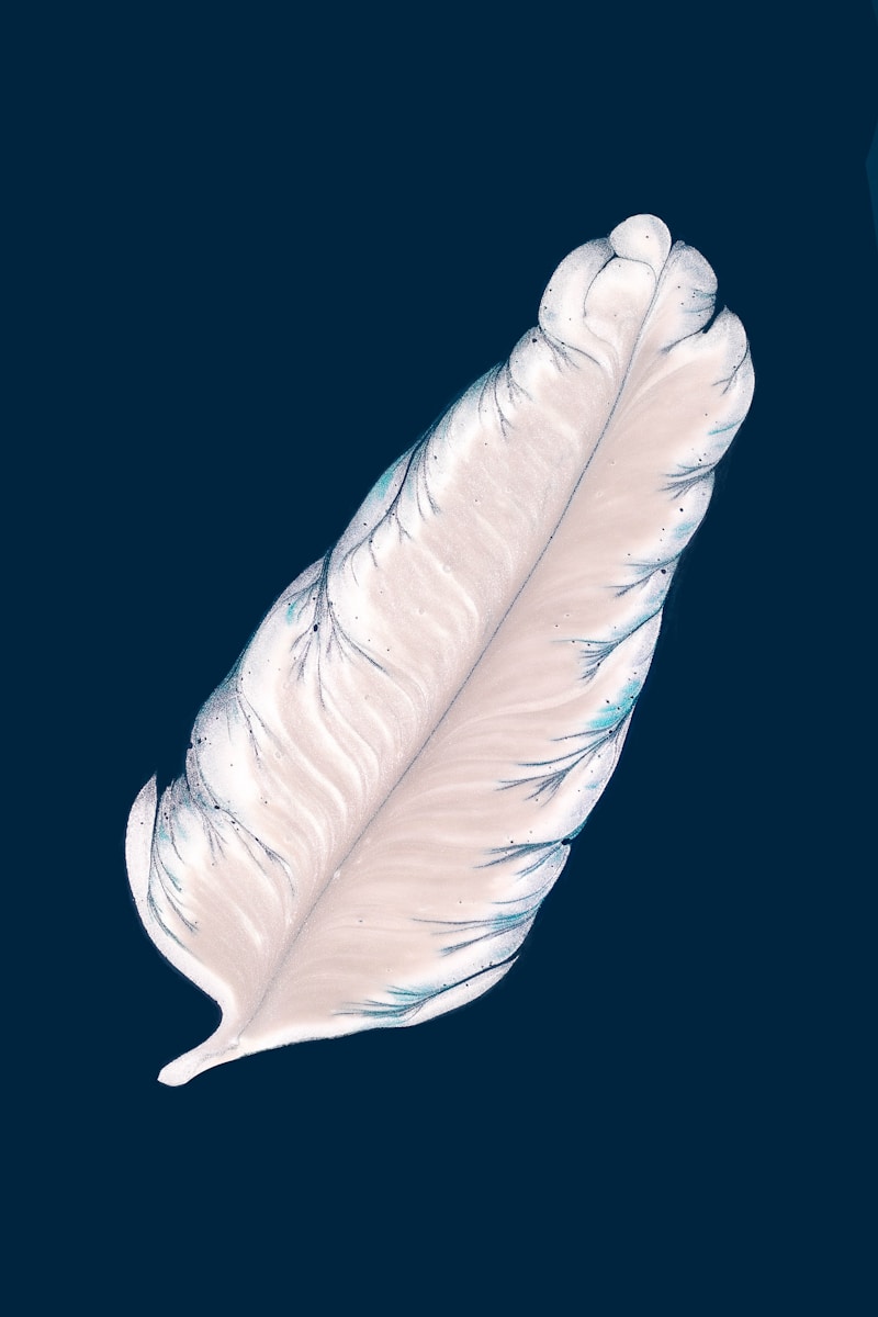 Falda Papağan Görmek
